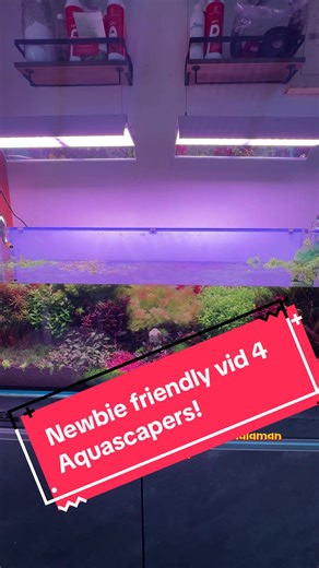 Mastering Dutch Style Aquascaping for Your Aquarium