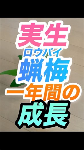 ㊗️1000人【室内栽培実生ロウバイ一年間の成長】#室内栽培 #室内植物 #ロウバイ #蝋梅 #実生 #松田町 #成長記録 #成長中 #観葉植物 #盆栽