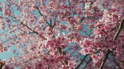 Free Spring Videos: 4K & HD | No Watermark | Download Now