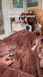 412K views · 2.3K reactions | this dog's mind was blown by a fidget spinner 凉 #reels #dogs #anxiety #puppies #doggo #pets #funnydogs | In The Know Innovation | Facebook