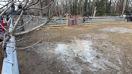 Course au plan hivernal manade des chardons 4 taureaux 2 eme partie @super fans | 100% Bioù en Direct