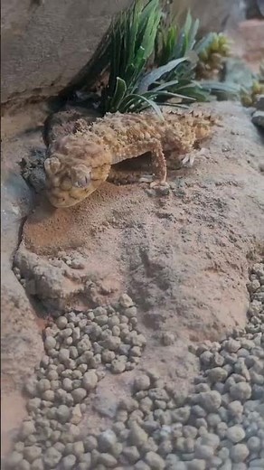 棘皮瘤尾守宮Centralian Rough Knob-tailed Gecko/Taipei Zoo
