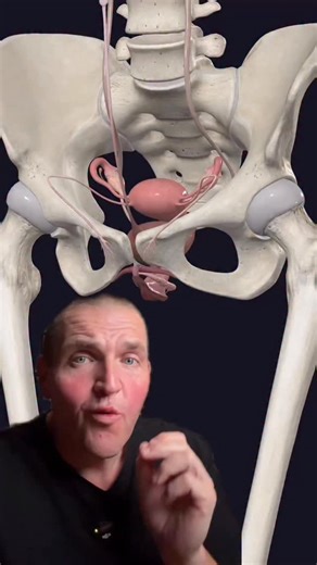 Josh Cottle on Instagram: "Where do you feel the urge to pee? #anatomy #medical #science"