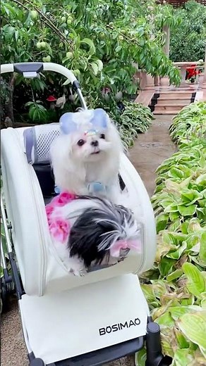 Stylish Detachable Cat Stroller 3 Color Pet Carrier on Wheels😼 #bestpetsupplies #travelpetsitter