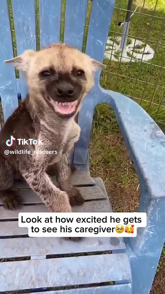 Fascinating Facts About Baby Hyenas and Their Behavior