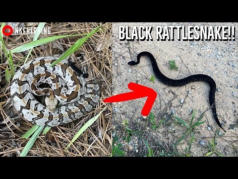 Incredible Black Rattlesnake Found in Alabama! Rare Rattlesnake and Creek Full of Cottonmouths!