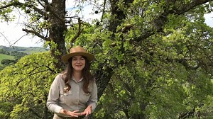 What are those things in the oak tree? Are they balls? Are they oak apples? Are they harming the tree? Join Naturalist Ashley to discover the what an Oak Gall actually is. | East Bay Regional Park District