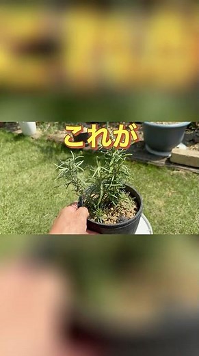 試しにやってみました👍 木質化する前に剪定して挿し木にしてみました🌱はてさて、どうなるかな？ #ガーデニング #ローズマリー #成長記録 #植物