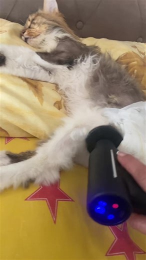 meryemslc🇹🇷 (@meryem_slc) adlı kullanıcının sonido original - user04668653217 ile oluşturduğu videoları