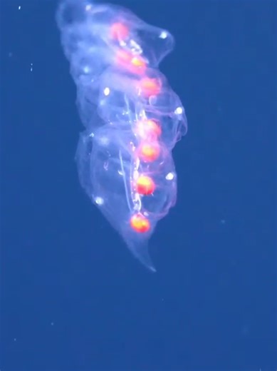 Salp chain from @Schmidt Ocean 🌊 dive 900 #livingbioreactors #MarineLife