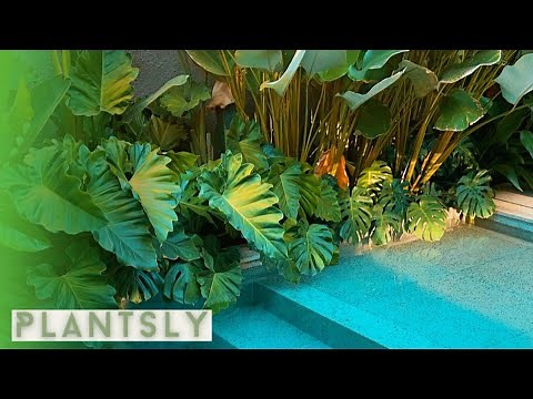 BEAUTIFUL TROPICAL GARDEN | MODERN TROPICAL GARDEN IDEAS (Jungle like plants)