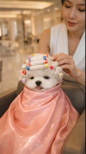 새해 맞이 뽀글이 빠마한 아기 댕댕이 ㅣNew Year, Curly Baby Pup