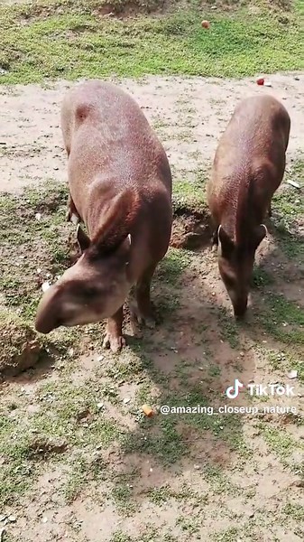 Amazing Closeup Nature on TikTok