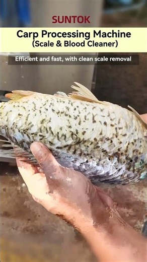 Fish descaling and bloodletting machine for carp