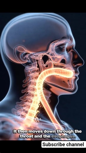 How Digestion Works Inside the Human Body