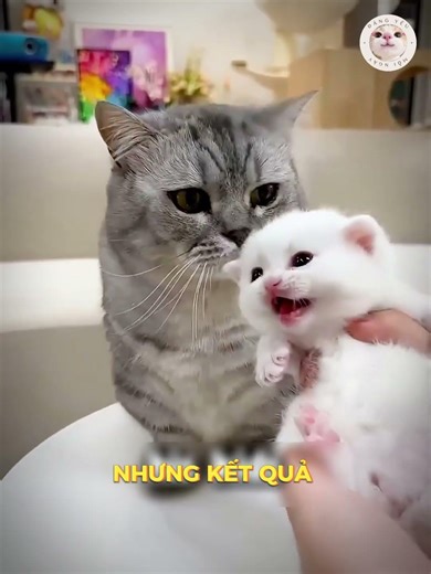 Chú Mèo BỊ Cắm Sừng 3 Lần