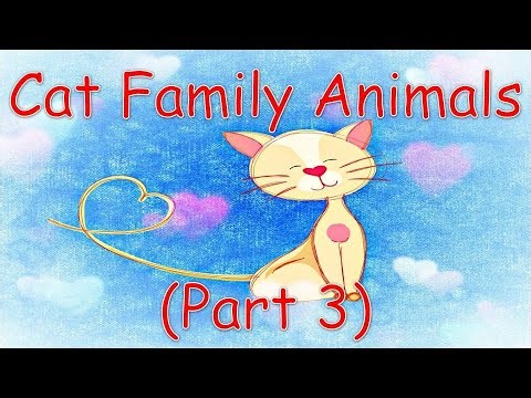 Types of Cat Family Animals Part 3