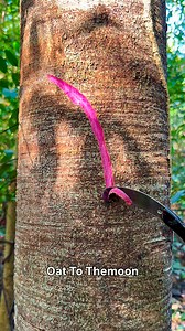 👉 Flying fish 🐟✨ #craft | Oat To Themoon