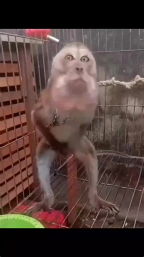 ставь лайк #fyyypppppppppppppp #фанкиманки #CityTasteTest #monkey | monkey videos