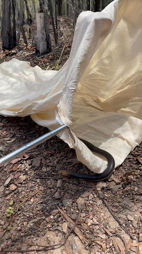 50K views · 342 reactions | Eastern Brown - Toolooa I relocated this...