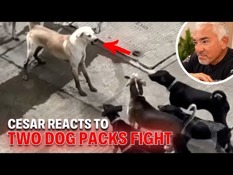 How to Prevent Dog Accidents Through Awareness and Calm Leadership | Cesar Reacts