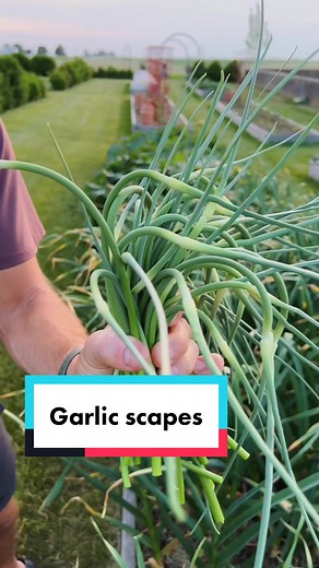 If you planted hard-neck garlic, you may see the tops of them curling. Those are a scape and you want to cut them off for better heads of garlic. Here’s what to do with them, whether you grow garlic or find them at the farmers’ market! #garlic #vegetablegarden #summergarden #summerproduce #garlicscapes