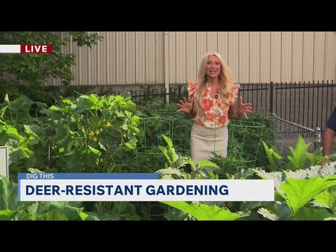 DIG THIS: Deer-resistant gardening