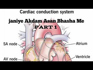 Elements of the Cardiac Conduction System Of Heart (Sinoatrial (SA) NodeAtrioventricular (AV) Node)