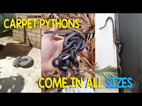 CARPET PYTHONS COME IN ALL SIZES!