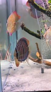 Happy weekend, Everyone! Hope your week has been a good one. The tank is slowly coming together, and I’m really pleased with how it’s looking. ⭐️💙❤️🐟🐠 #aquarium #aquariumfish #aquariumhobby #discusfishtank #discus #discuslovers #discusaltumarea #corydoras #germanrams #fishtank #fish #geophagus #fishkeeping #fishvideo #aquascape #calming #pet #fishkeeping #discustankmates #discussetup #aquariumsetup #angelfish #altum #amazon | Discus Altum Area