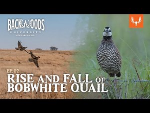 The Rise and Fall of Bobwhite Quail | Backwoods University Ep. 2
