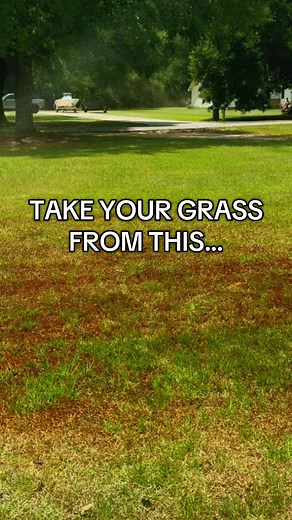 Transform Your Lawn with Epsom Salt Tips