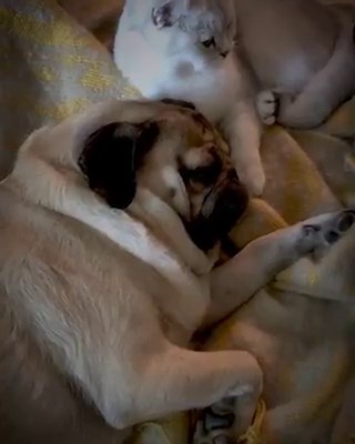 297K views · 4.6K reactions | A Day in the Life of Doug The Pug | Doug The Pug | Facebook