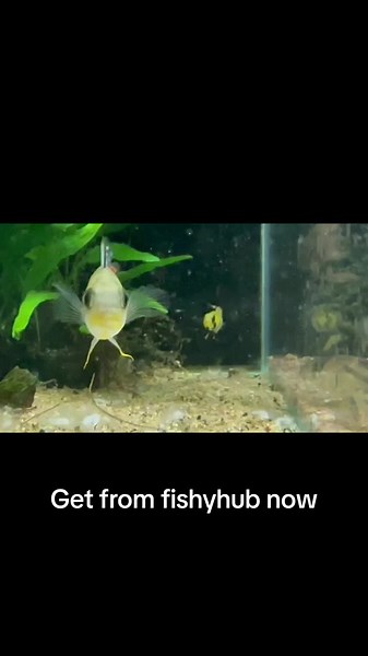 Apistogramma cacatuoides make the perfect centerpiece fishes for your tank. They are inquisitive in nature and recognizes their owners. #apistogramma #fishyhub