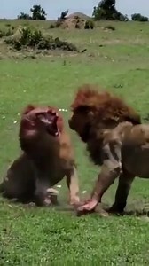 Two male lions fight till death brutal and bloody | Floor window