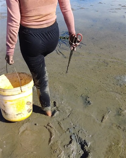 577K views · 5.9K reactions | Catching Giant Mud Crabs in the Swamp After Low Tide – Epic Muddy Catch! #MudCrab #FindCrab #Fishing #CatchingCrab | Nit Lifestyle | Facebook