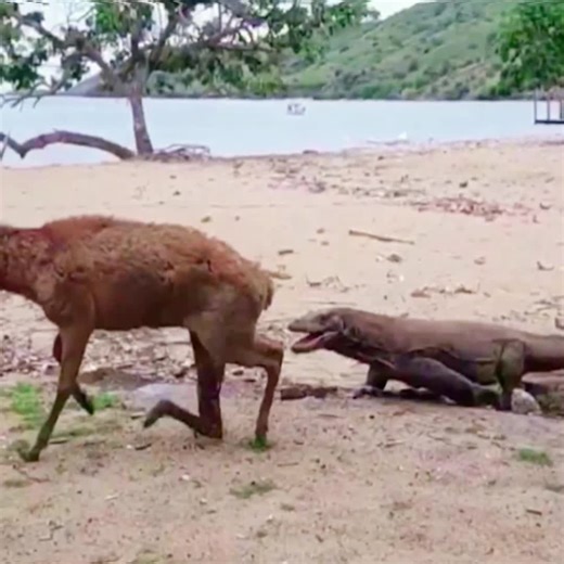 😱#wildanimals #deer #komododragon #animals
