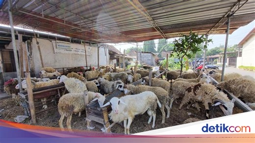 1 Kambing Kurban untuk Berapa Orang? Ini Penjelasannya