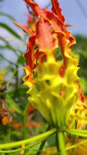 Dangerous plants🫥🌼🌸 #youtubeshorts #plants #garden