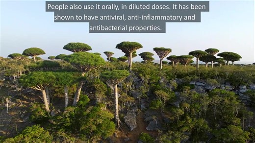 3.3K views · 39 reactions | Did you know some #trees can "bleed"? ...
