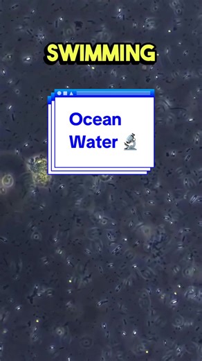 Exploring Ocean Water Under the Microscope