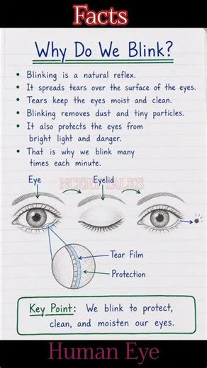 Why Do We Blink👁️?Facts|human eye|facts about|science|pscycology#shorts #eyescience#ncerttalks#viral
