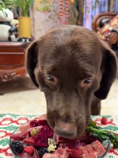 Delicious Dog ASMR: Eating Sounds and Satisfying Crunches