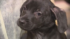 MD SPCA takes in dogs from Puerto Rico affected by hurricanes