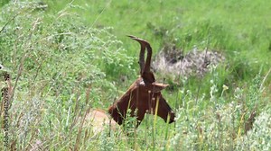 Red hartebeest (Alcelaphus buselaphus caama or A. caama) resting in the grass. Stock Video