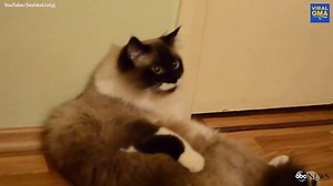 36K views · 700 reactions | WATCH: Wait for it... wait for it... NINJA CAT! Where'd he go!? | Good Morning America | Facebook