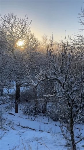 WildlifeKate on Instagram: "It’s a magical morning in SW Wales. Gorgeous walk as and all the feeding stations filled for the day, now for breakfast! The Rayburn is going to need filling constantly today and with temperatures set to drop, it’s going to be pretty treacherous out there. Stay warm and log into my cameras today…. there’s lots of activity! Www.wildlifekate.co.uk"