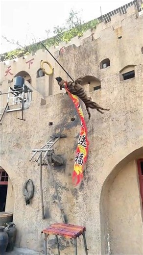 Wow😲talented dogs🐕‍🦺