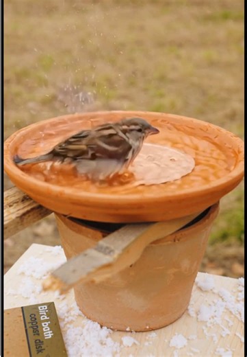 DIY Heated Bird Bath for Winter Care of Backyard Birds