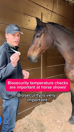 How to take a horse’s temperature… #Horsesandhumor #horse #pony #biosecurity #horsecare #equinewellness #horsegroom | Evan’s Horses & Humor